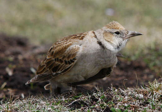 Imagem de Melanocorypha maxima Blyth 1867