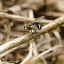 Image of Early Tachinid Fly