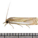 Image of Common Grass-veneer