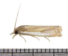 Crambus praefectellus Zincken 1821 resmi