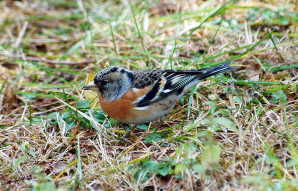 Image of Brambling