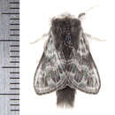 Image of Larch Lappet Moth