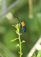 Image of Elderberry Longhorn Beetles