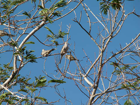 Image of Inca Dove