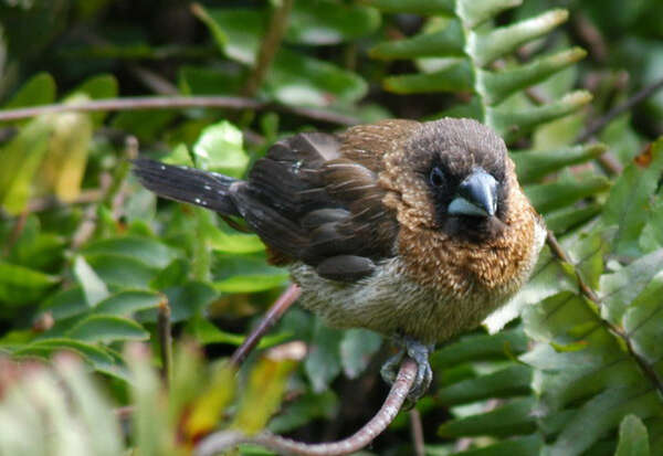 Image of White-rumped Munia