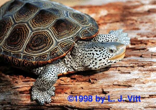 Diamondback terrapin - Wikipedia