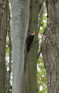Image of Pileated Woodpecker