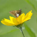 Image of Silver-spotted Skipper