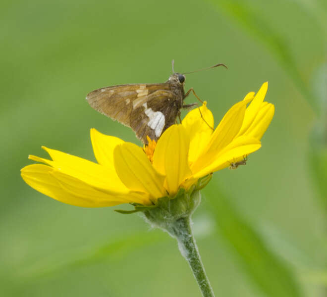 Image of Silver-spotted Skipper