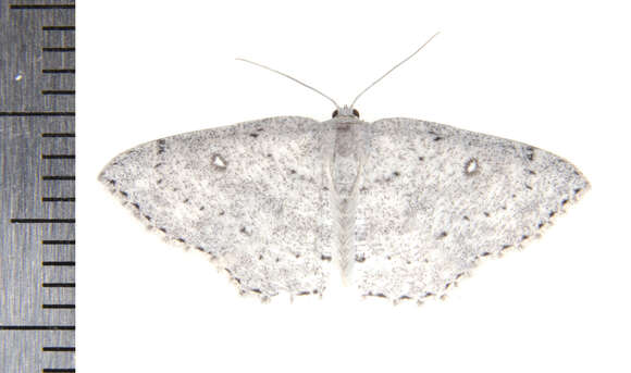 Cyclophora resmi