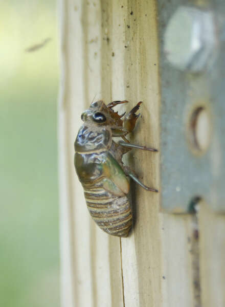 Image of Annual Cicadas