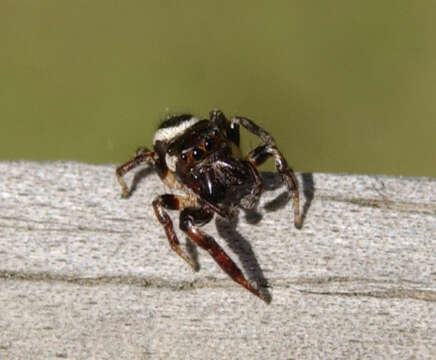 Image of Salticidae