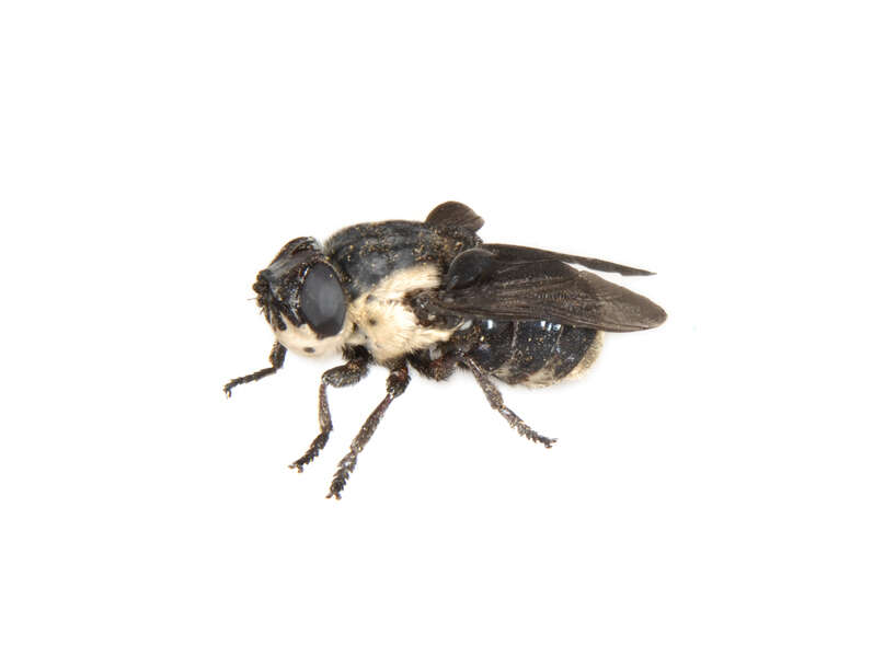 Image of Mouse Bot Fly