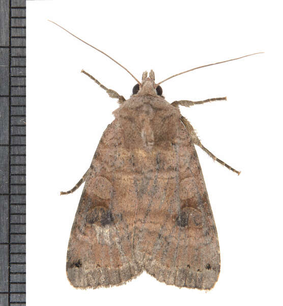 Orthosia rubescens Walker 1865的圖片