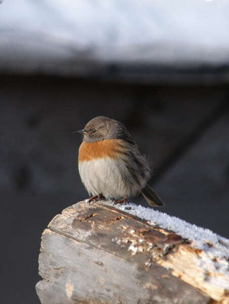 Image of Robin Accentor