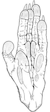 Image of Cryptonanus Voss et al. 2005