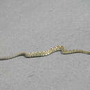 Image of Blacktail Rattlesnake