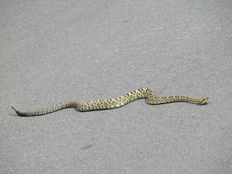 Image of Blacktail Rattlesnake