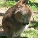 Image of Bennett's Wallaby