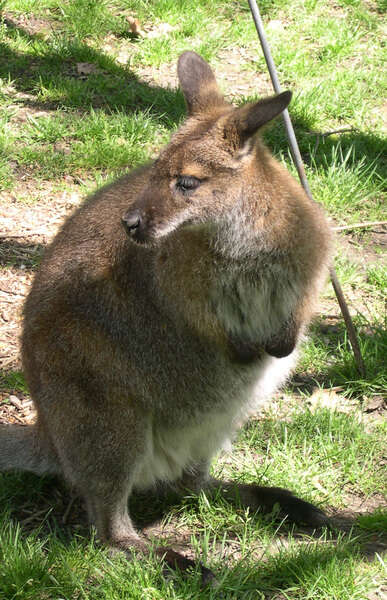 Imagem de Macropus rufogriseus (Desmarest 1817)