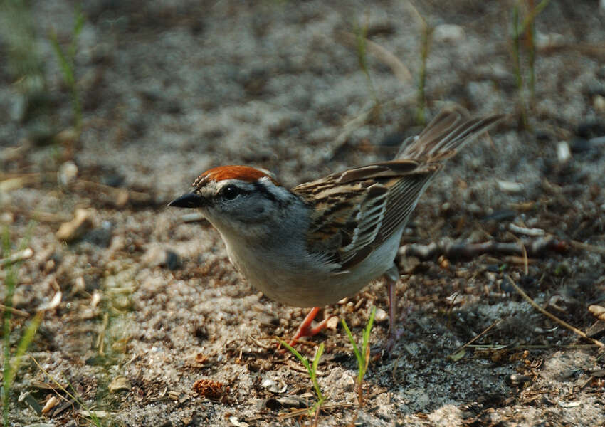 Spizella passerina (Bechstein 1798) resmi