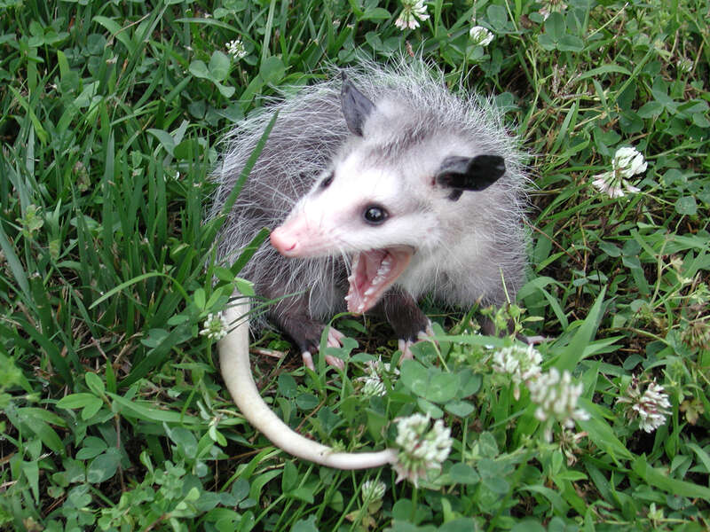 Image of Virginia Opossum