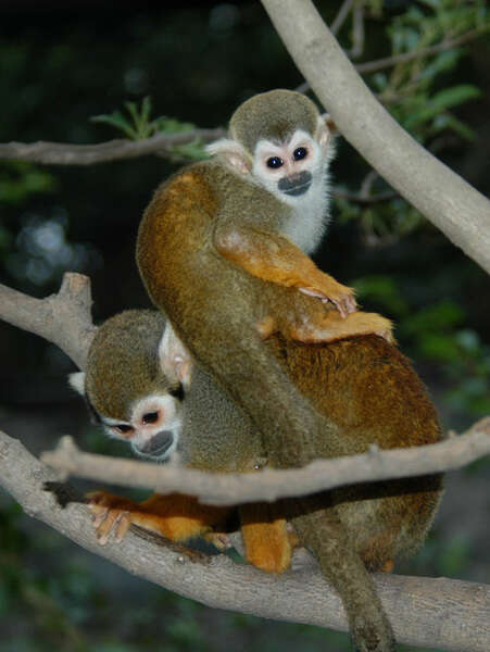 Image of New World monkeys