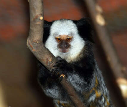 Image of Marmoset