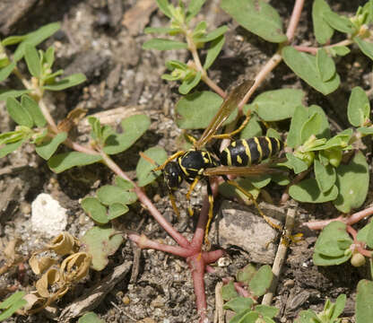 Image of European Paper Wasp