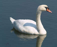 Image de Cygne muet