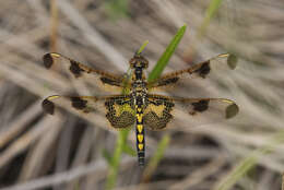 Celithemis Hagen 1861 resmi