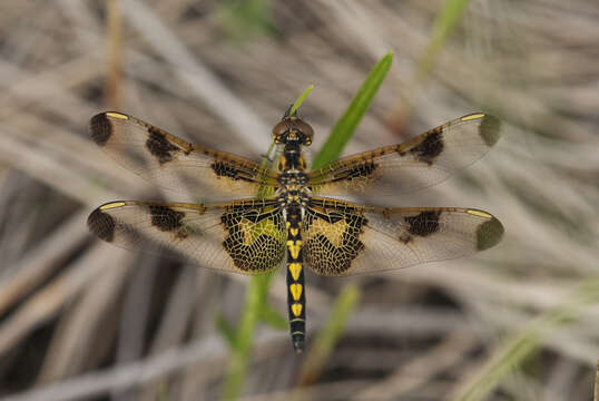 Слика од Celithemis Hagen 1861