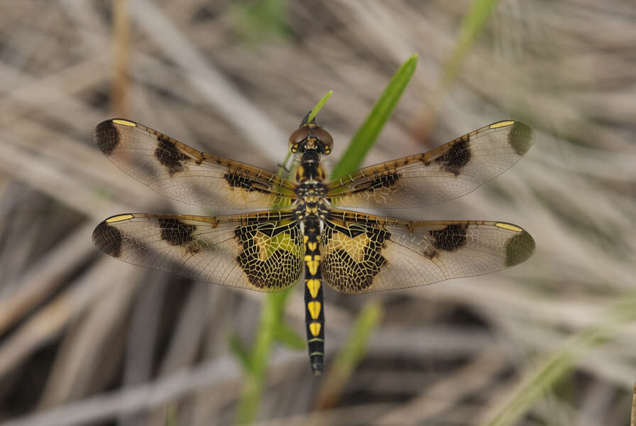 Celithemis Hagen 1861 resmi