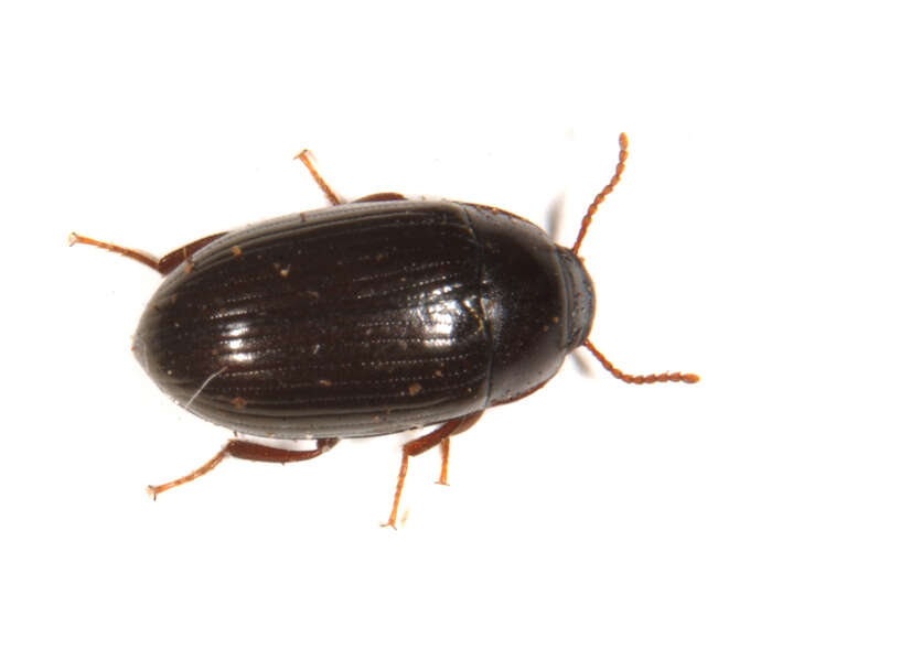 Image of Tetratomidae