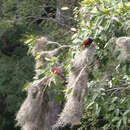 Image of Montezuma Oropendola