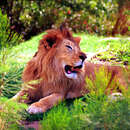 Image de Lion d'Afrique