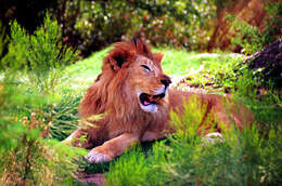 Imagem de leão