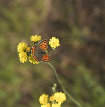 Image of Lycaena