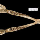 Sivun Mustaselkäsukeltaja-antilooppi kuva