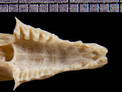 Image of Lesser Long-tailed Shrew Tenrec