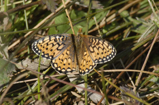 Image of Mormon Fritillary