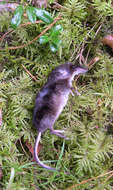 Image of shrews