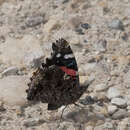 Image of Red Admiral