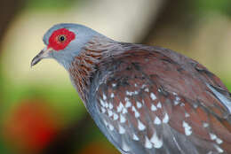 Image of Speckled Pigeon