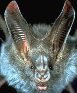 Image of false vampire bats