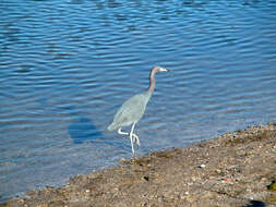 Слика од Egretta caerulea (Linnaeus 1758)