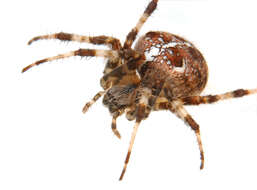 Image de araignée porte-croix