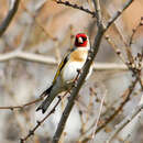 Imagem de Carduelis carduelis (Linnaeus 1758)