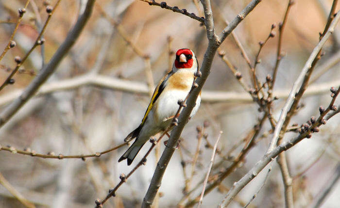 Image of Carduelis Brisson 1760