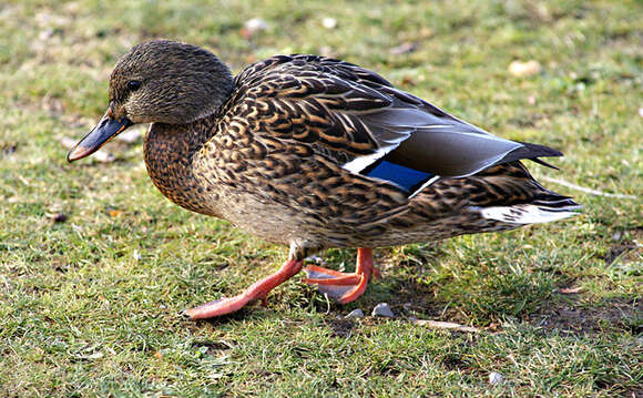 Image de Canard colvert